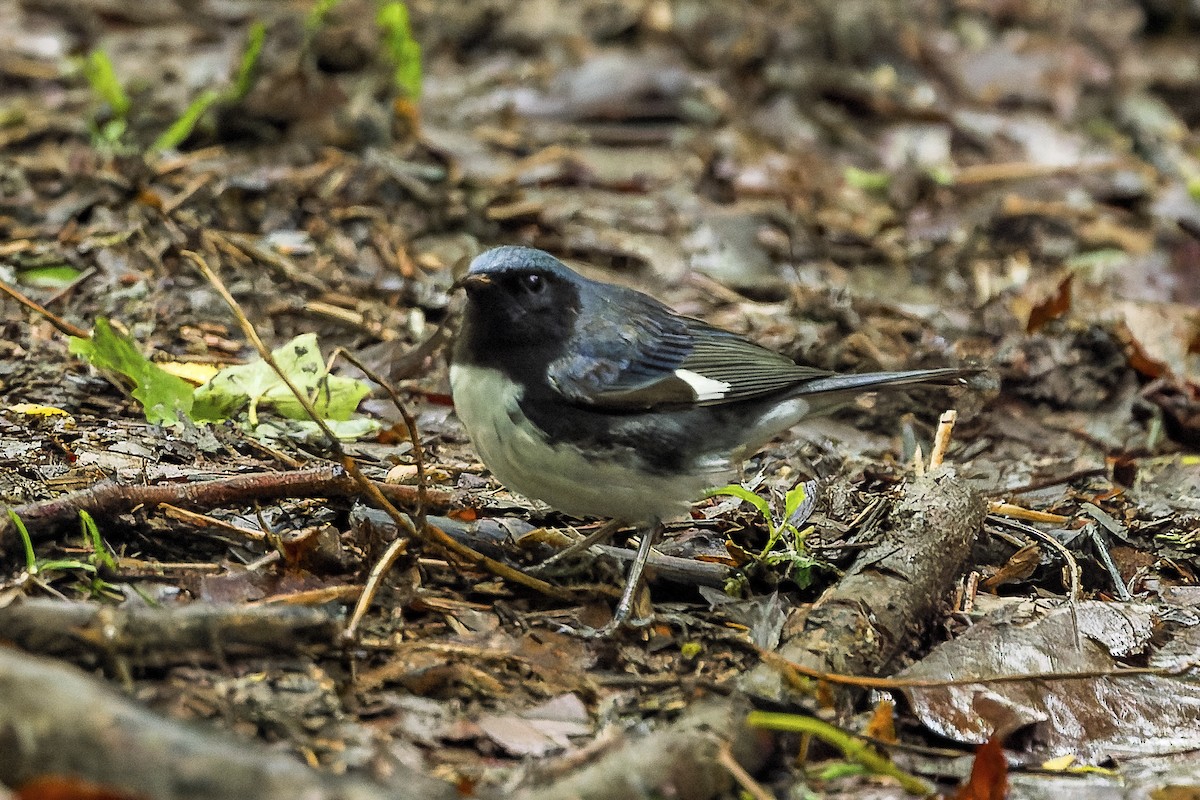 Black-throated Blue Warbler - ML658428283