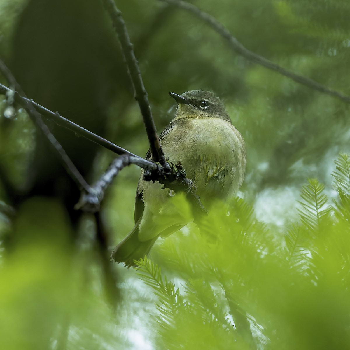 Black-throated Blue Warbler - ML658428284