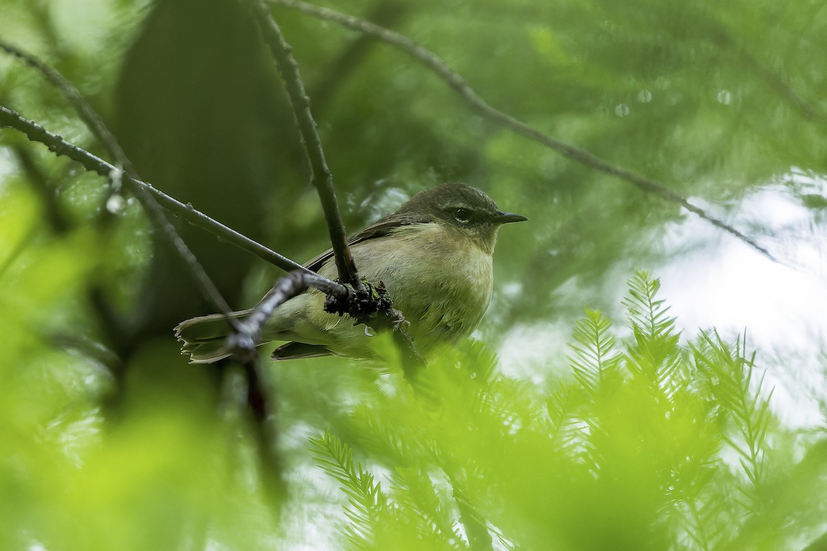 Black-throated Blue Warbler - ML658428285