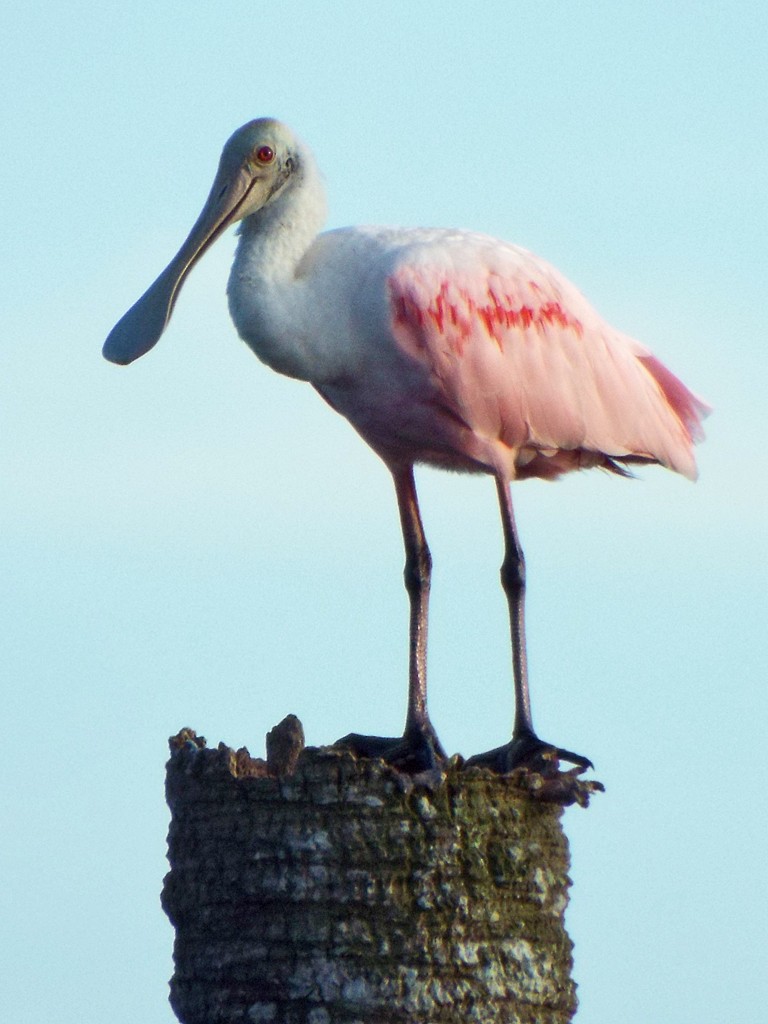 Roseate Spoonbill - Christopher Ferro