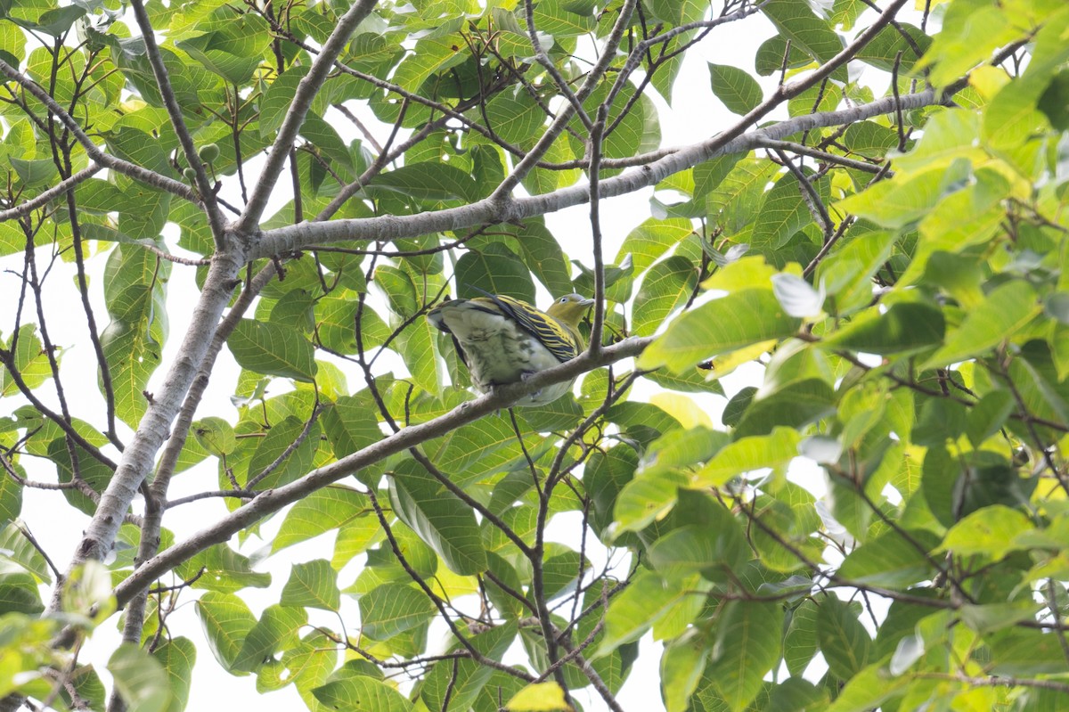 holub buruský - ML658429870
