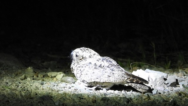 Common Poorwill - ML658431307
