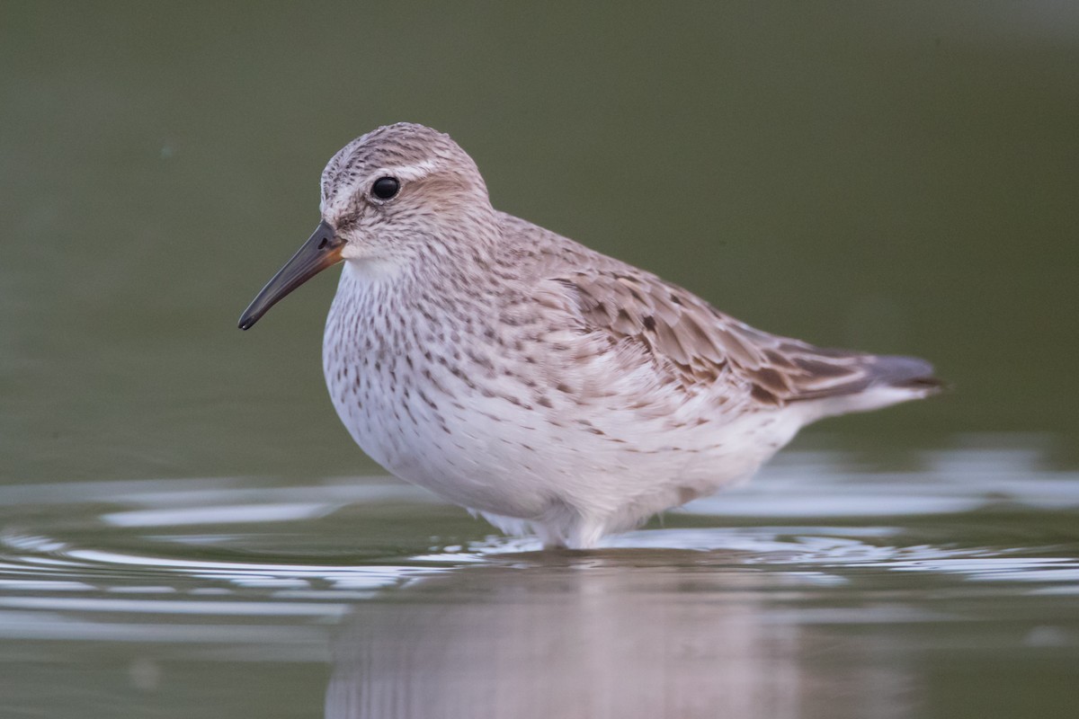 White-rumped Sandpiper - County Lister Brendan