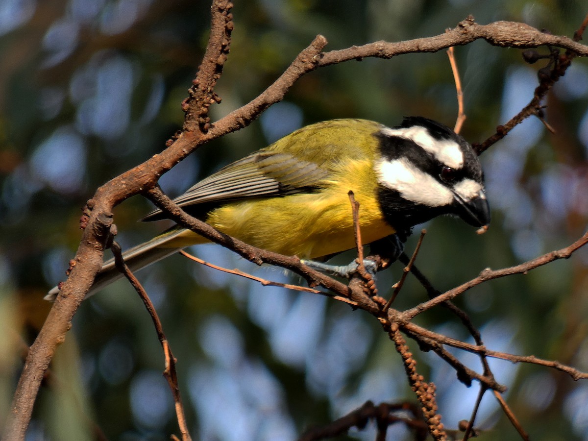 Eastern Shrike-tit - ML658435676