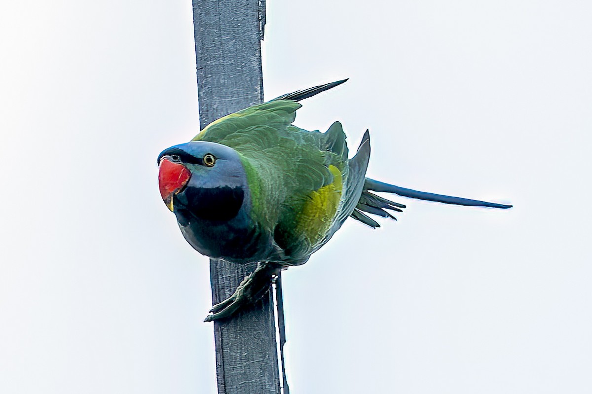 Derbyan Parakeet - ML658436502
