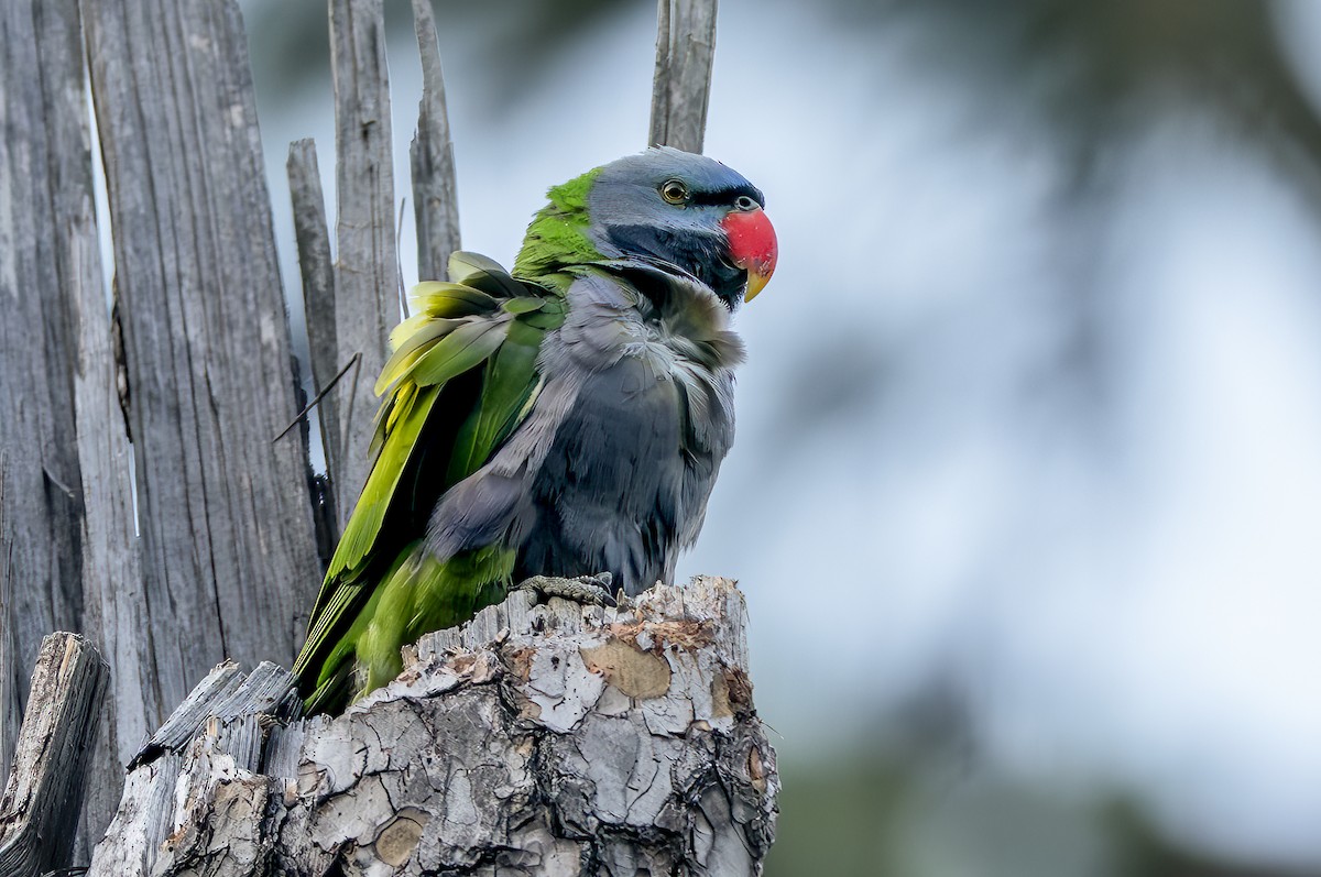Derbyan Parakeet - ML658436503