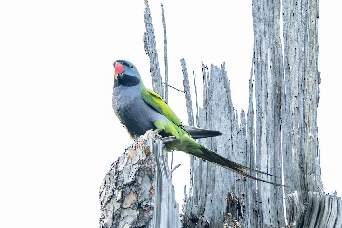 Derbyan Parakeet - ML658436504