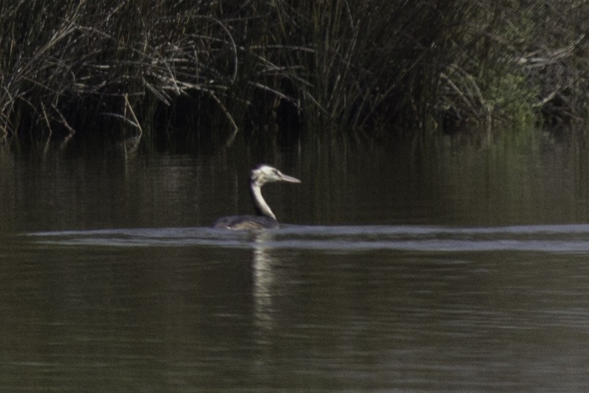 Great Crested Grebe - ML65843911