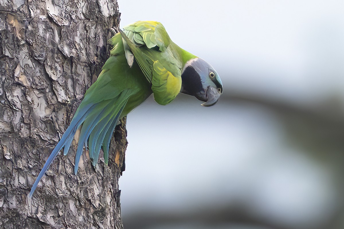 Derbyan Parakeet - ML658439260
