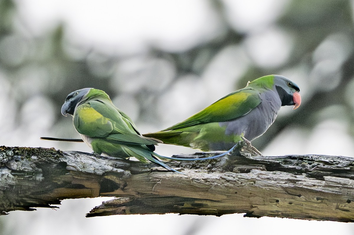 Derbyan Parakeet - ML658439261