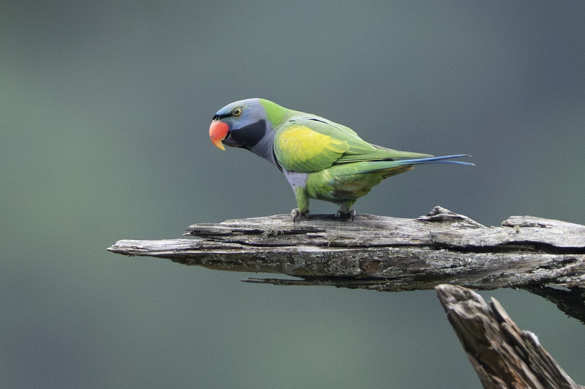 Derbyan Parakeet - ML658439262