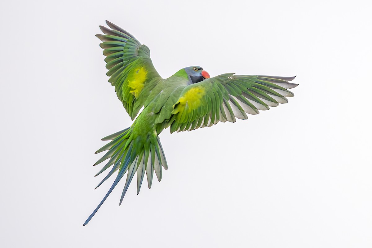 Derbyan Parakeet - ML658439263