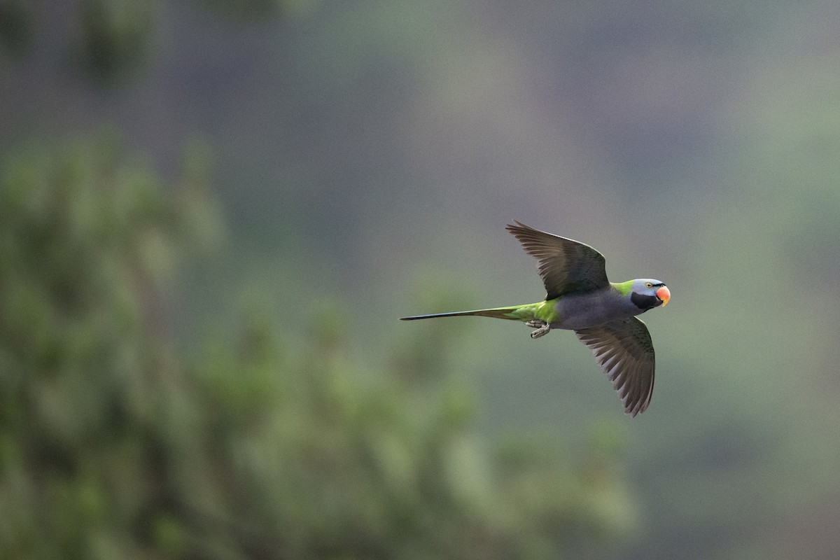 Derbyan Parakeet - ML658439265
