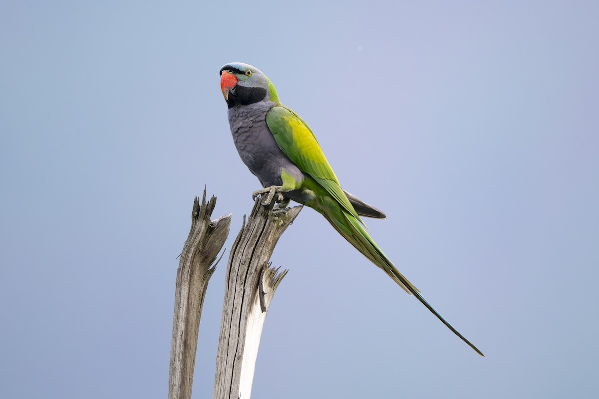 Derbyan Parakeet - ML658439357