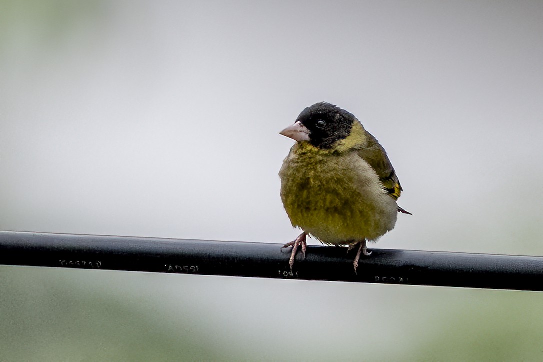 Black-headed Greenfinch - ML658439454