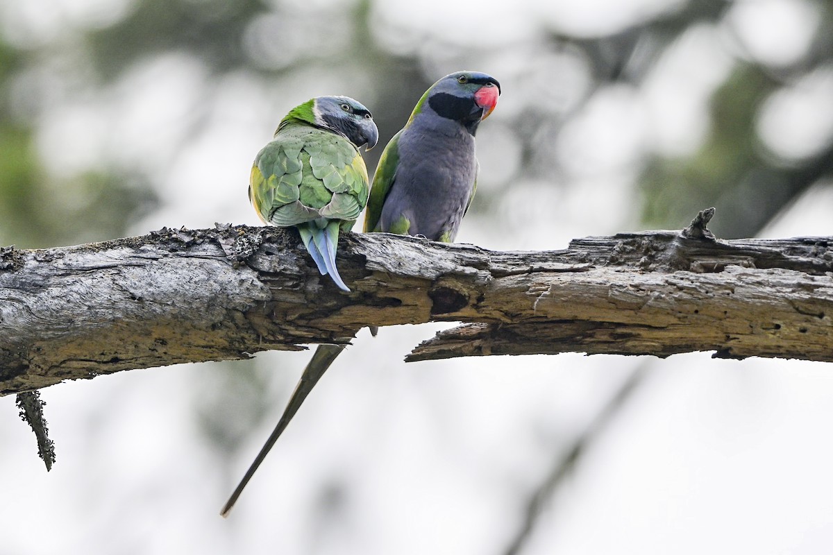 Derbyan Parakeet - ML658439528