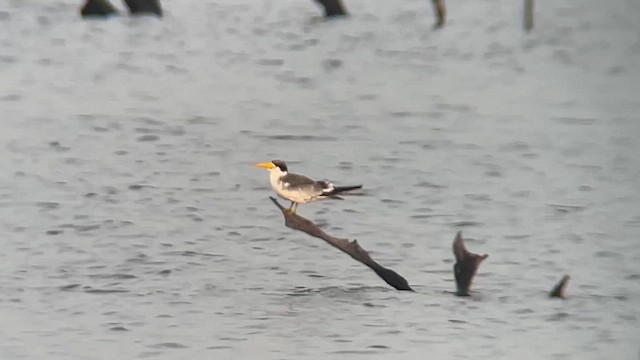 Large-billed Tern - ML658441730