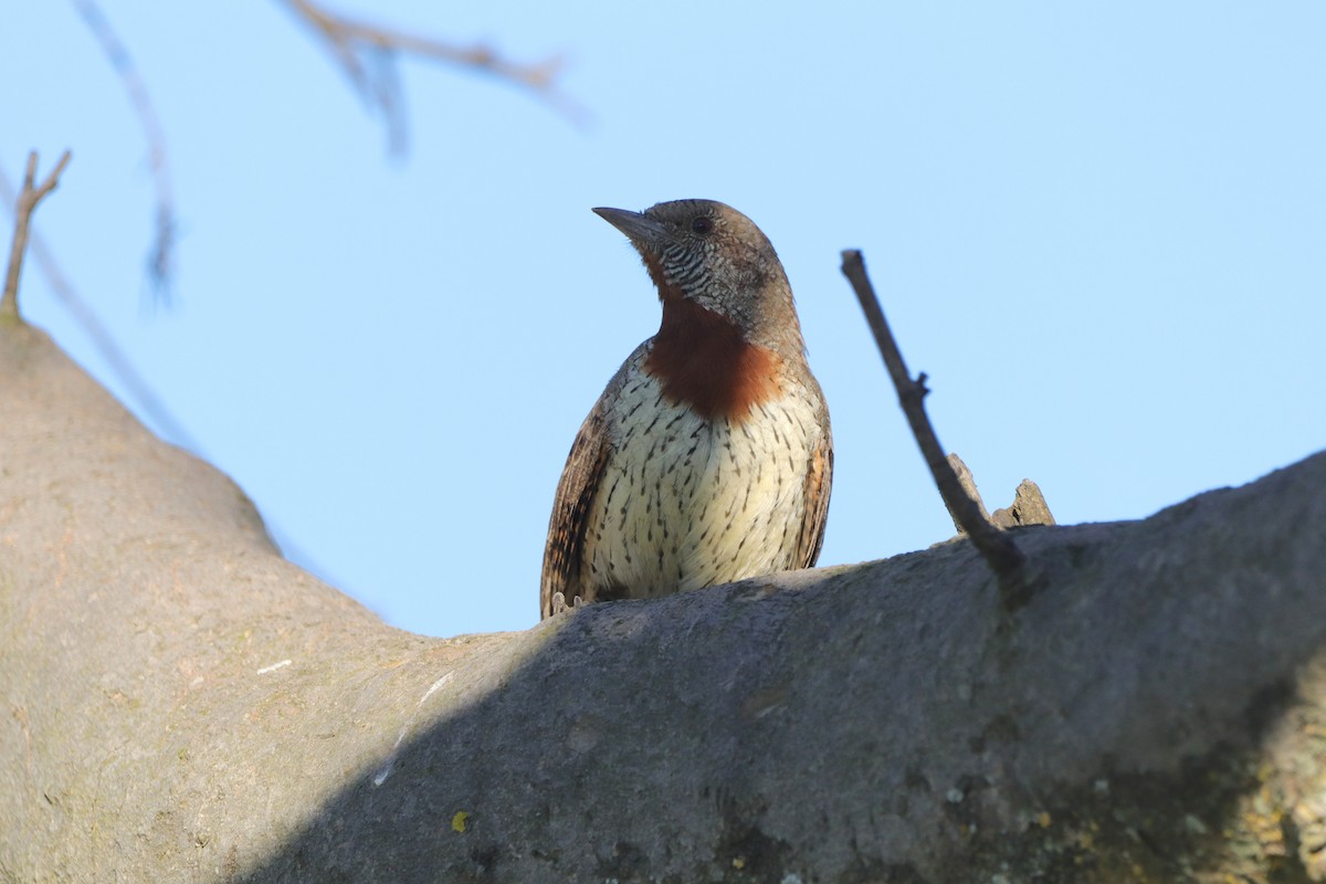 Red-throated Wryneck (Rufous-necked) - ML658443428