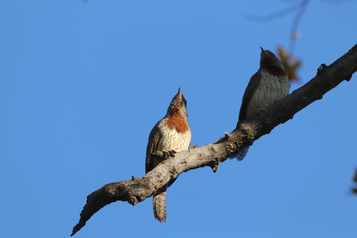 Red-throated Wryneck (Rufous-necked) - ML658443429
