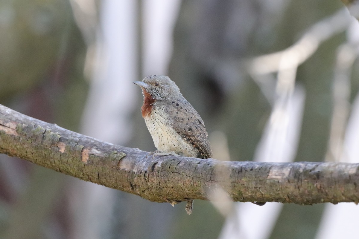 Red-throated Wryneck (Rufous-necked) - ML658443430