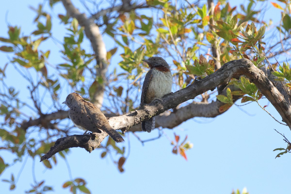 Red-throated Wryneck (Rufous-necked) - ML658443431