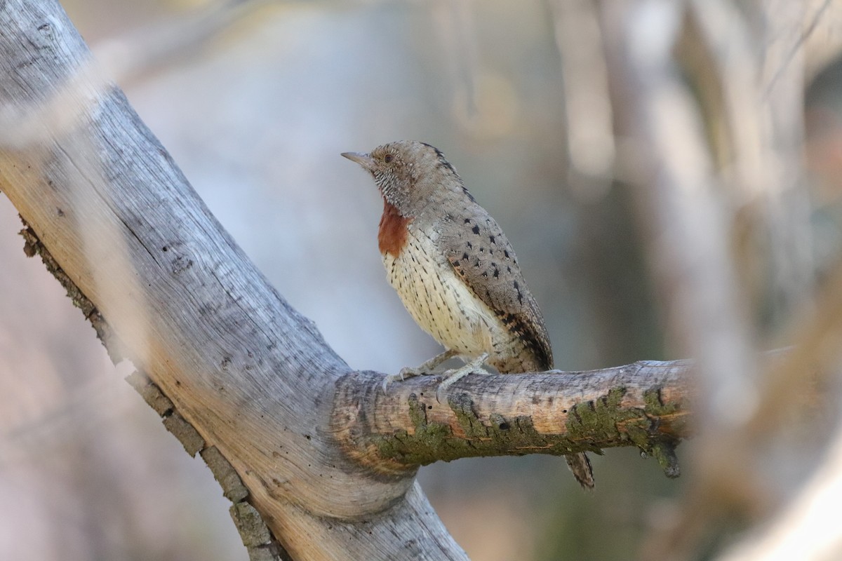 Red-throated Wryneck (Rufous-necked) - ML658443432