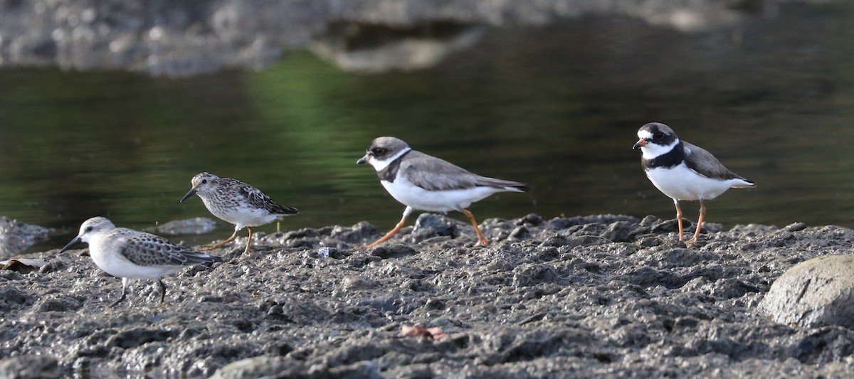 Least Sandpiper - Elizabeth Curley