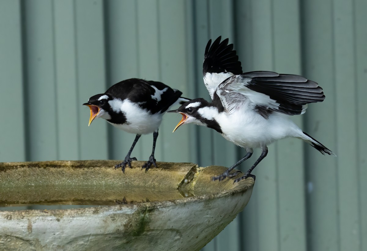 Magpie-lark - ML658445333