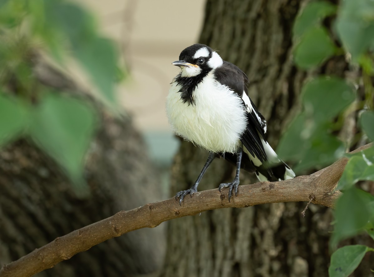 Magpie-lark - ML658445334