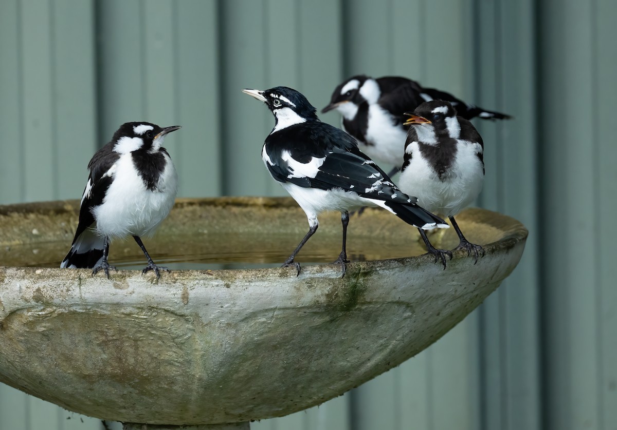 Magpie-lark - ML658445335