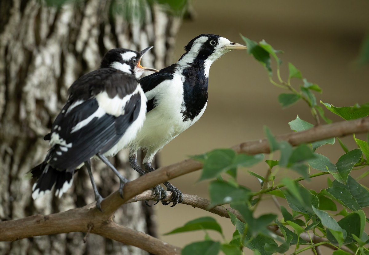 Magpie-lark - ML658445336