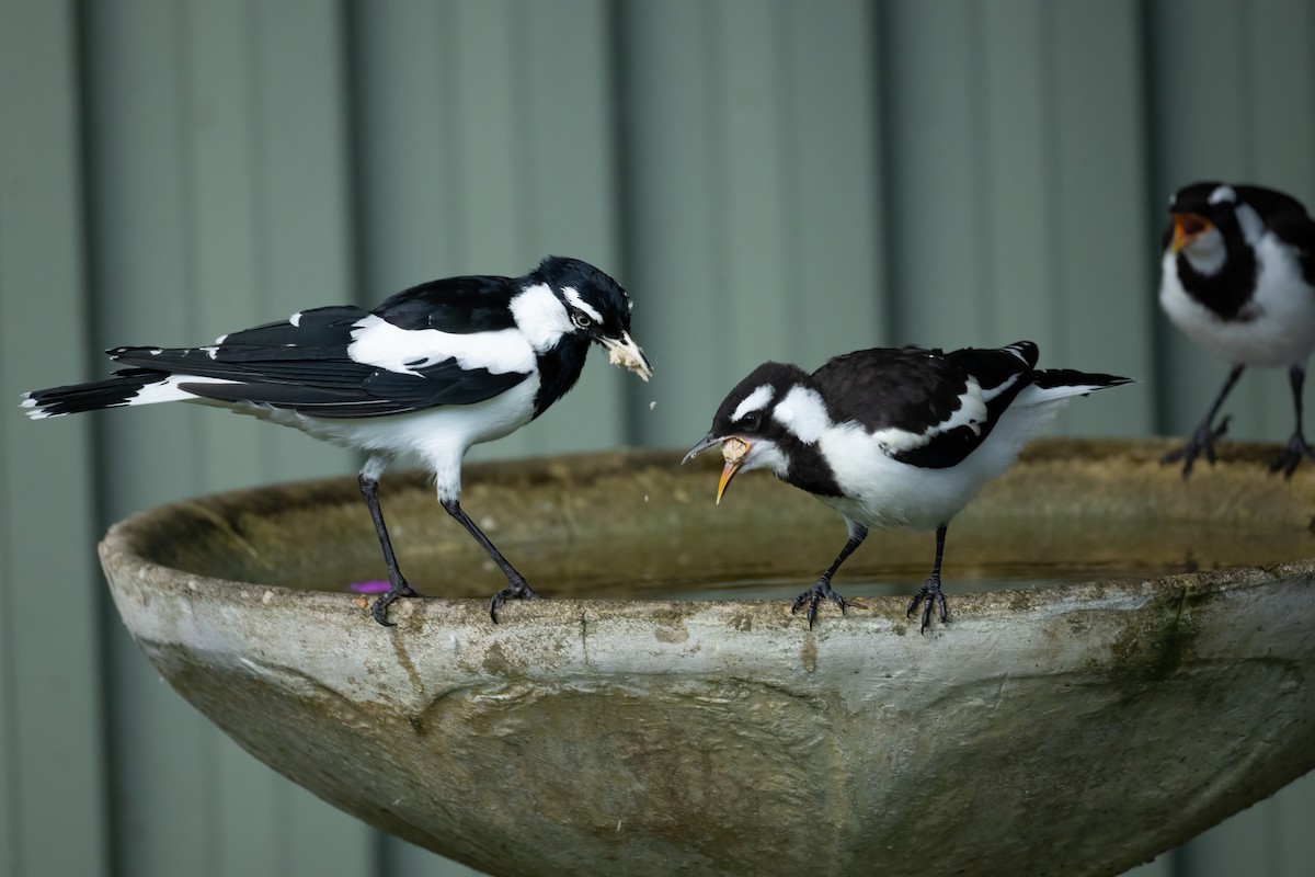 Magpie-lark - ML658445337