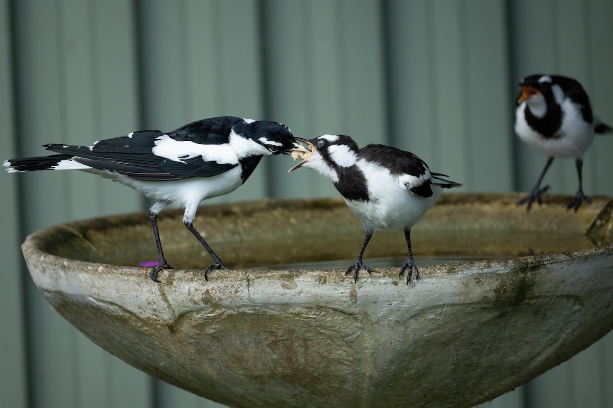 Magpie-lark - ML658445338