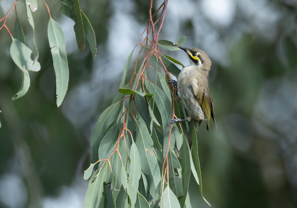 Yellow-faced Honeyeater - ML658445975