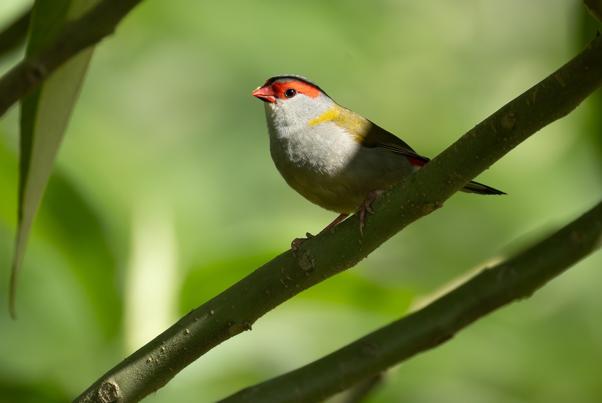 Red-browed Firetail - ML658446007