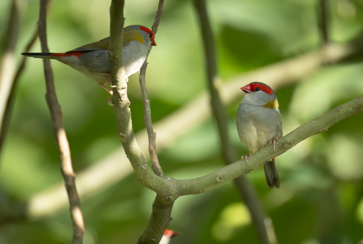 Red-browed Firetail - ML658446008