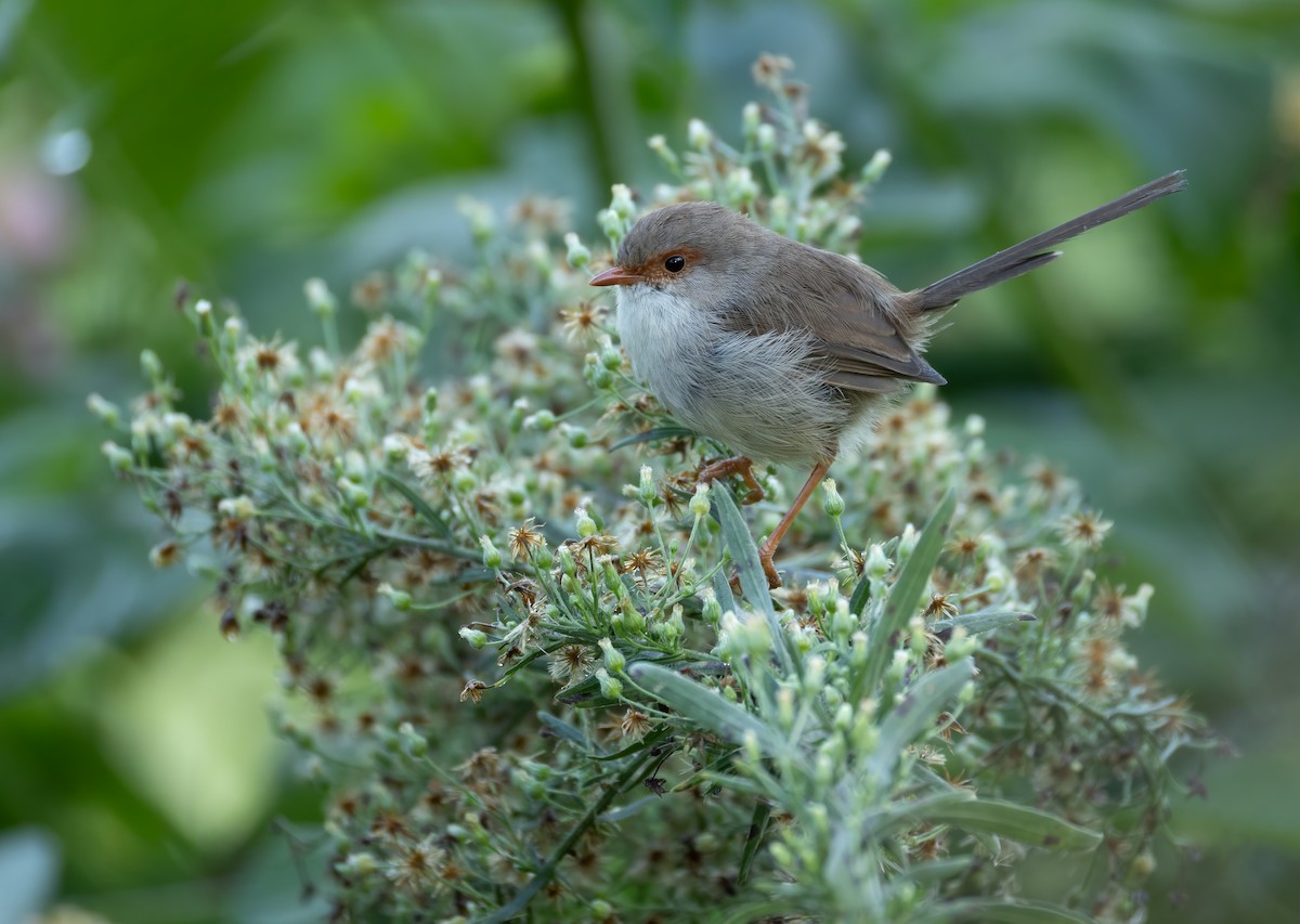 Superb Fairywren - ML658446024