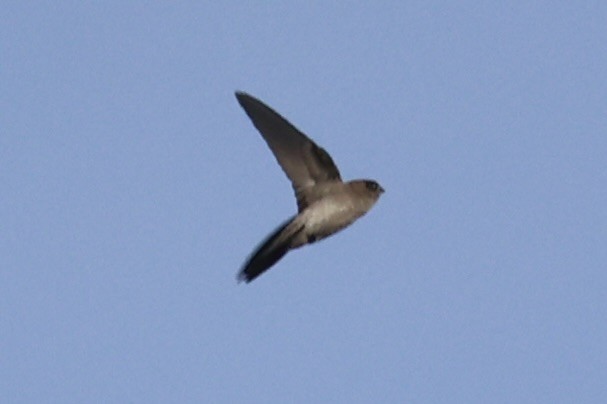 tanımsız Aerodramus sp. - ML658446096