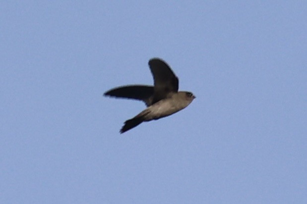 tanımsız Aerodramus sp. - ML658446097
