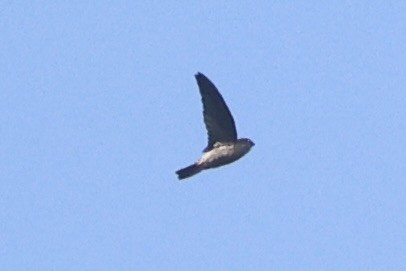 tanımsız Aerodramus sp. - ML658446098