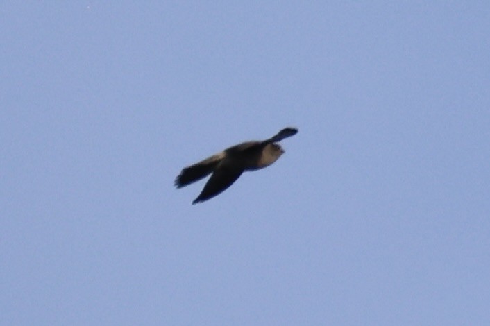 tanımsız Aerodramus sp. - ML658446099