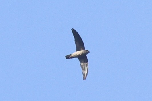 tanımsız Aerodramus sp. - ML658446100
