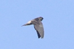 tanımsız Aerodramus sp. - ML658446101