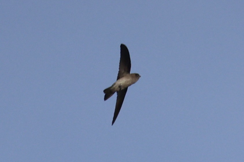 tanımsız Aerodramus sp. - ML658446102