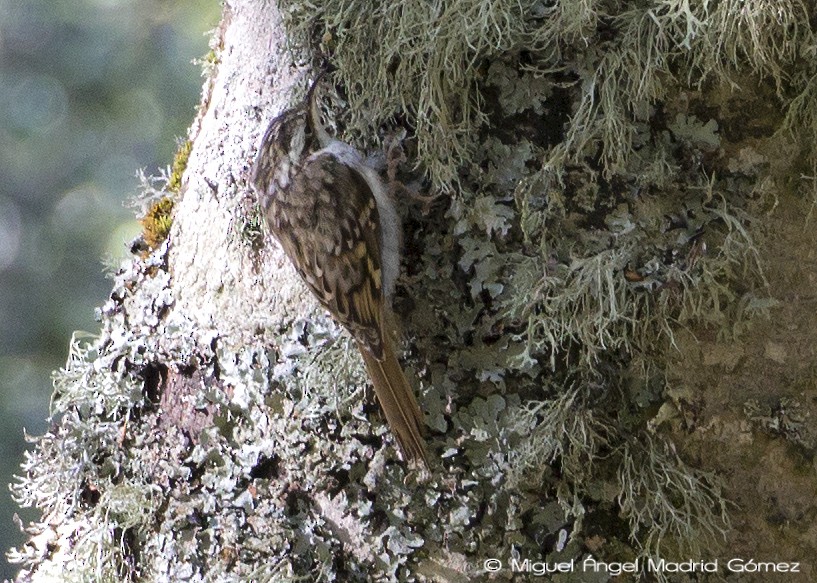 Eurasian Treecreeper - ML65844611