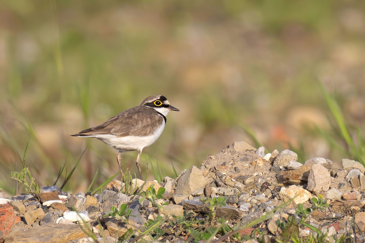 Little Ringed Plover (curonicus) - ML658446140