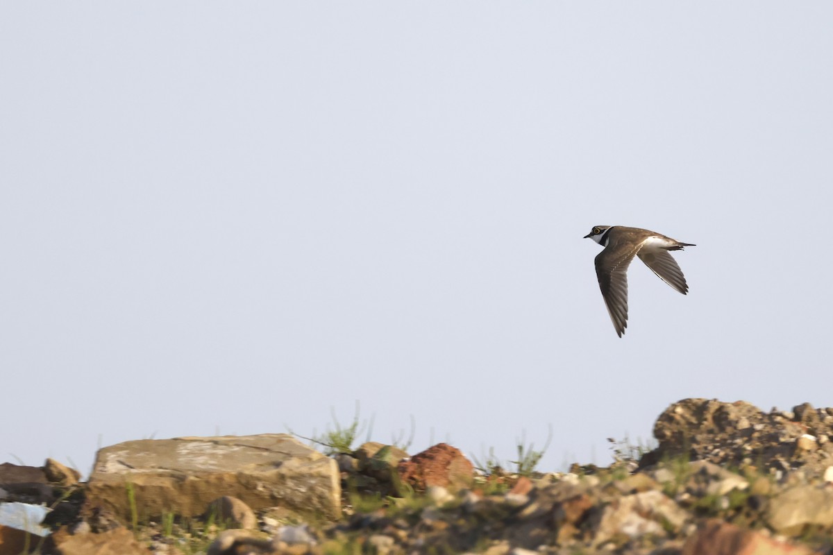 Little Ringed Plover (curonicus) - ML658446141