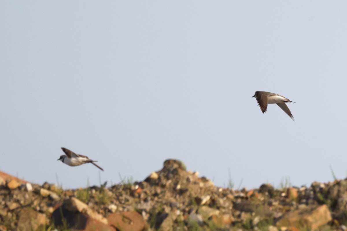 Little Ringed Plover (curonicus) - ML658446142