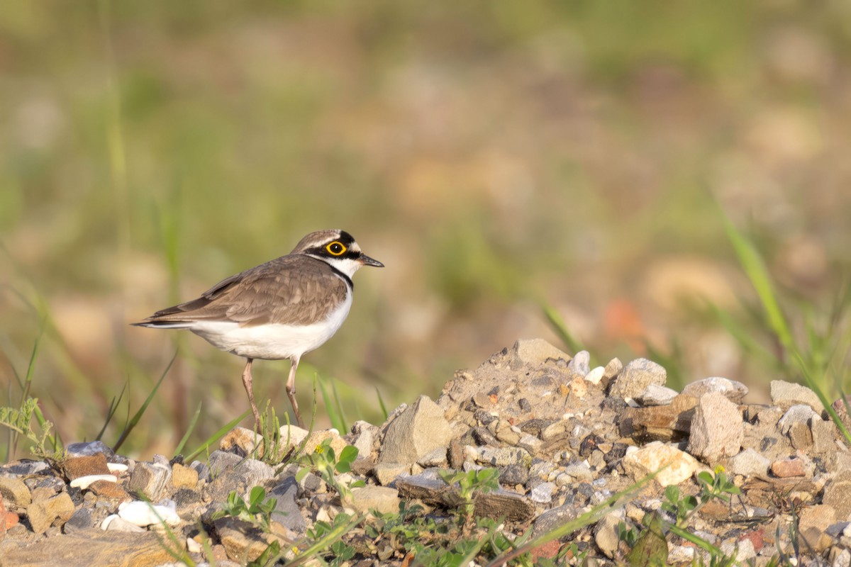 Little Ringed Plover (curonicus) - ML658446143