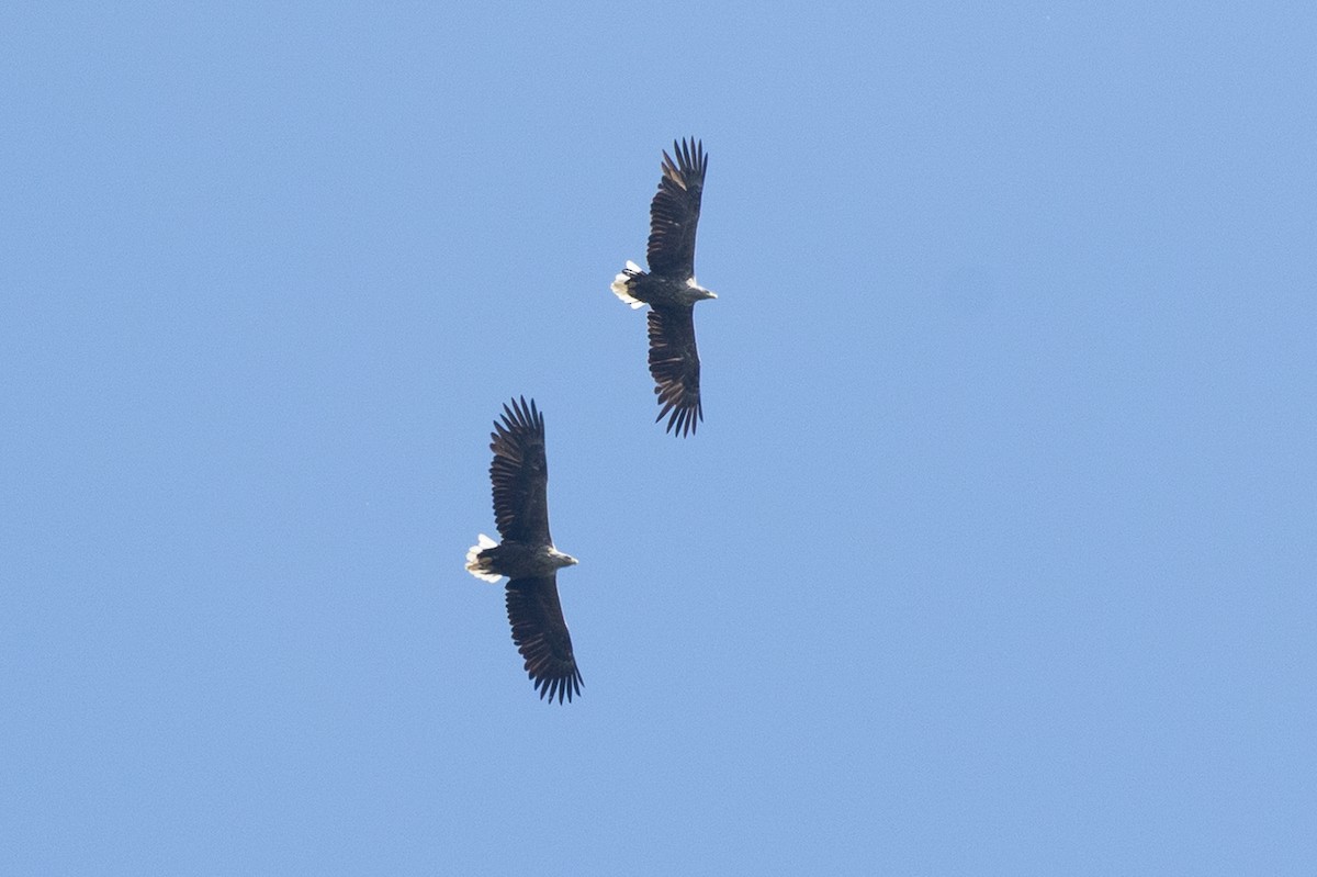 White-tailed Eagle - ML658446775